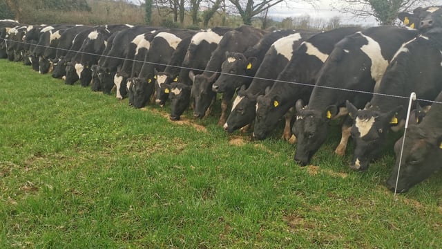 100 high EBI Holstein Friesian heifers for sale in Tipperary