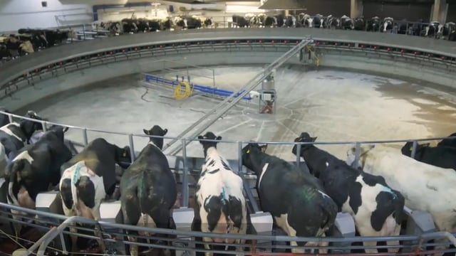 Ukrainian farmers invest in dairy on land unaffected by war