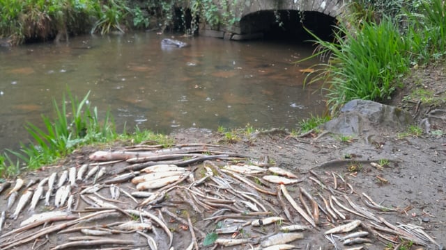 Uisce Éireann to pay over €15,000 after 'very significant fish kill'