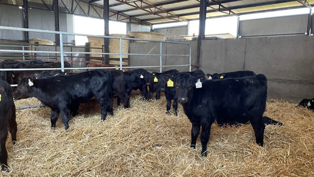 Watch: How to find and use the CBV when buying calves