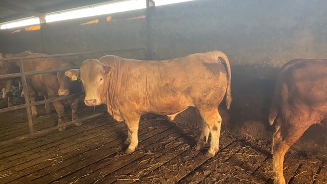 Options for farmers facing delays in selling finished bulls