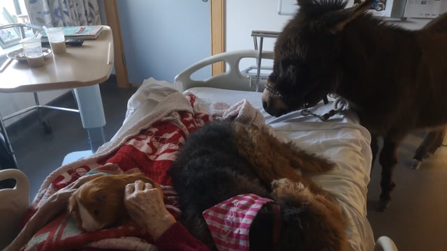 Hairy Henry care farm helps retired farmers to reconnect with animals