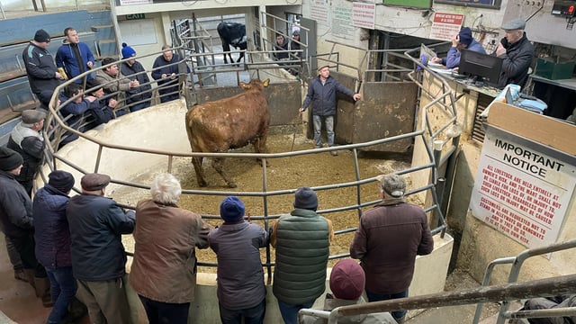 Mart report: Pictures and prices from Kilcullen cattle sale