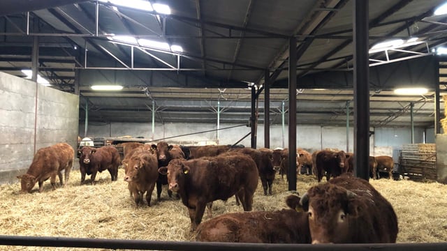 Teagasc set to develop 100ac organic beef research farm