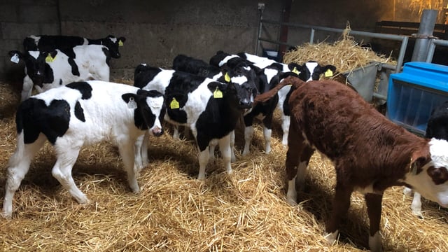 One bag of milk replacer per calf is not enough - Volac