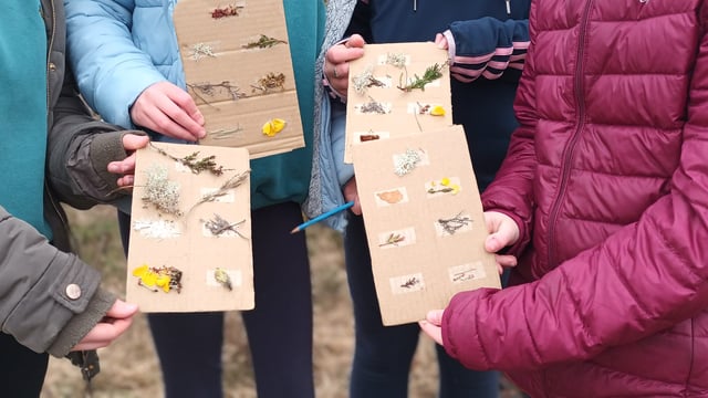 Art competition to highlight importance of Irish peatlands