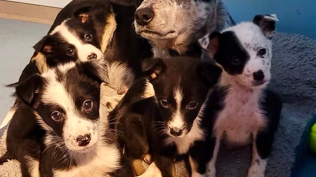 MADRA asks farmers to cease unplanned pregnancies in working dogs