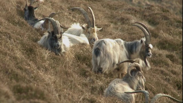 Goats to be introduced to Dublin hill after gorse fires