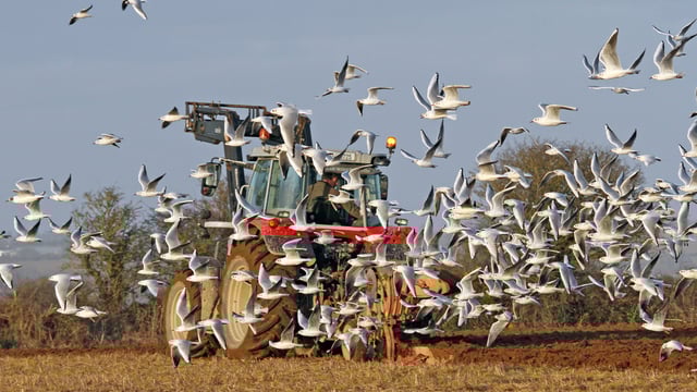 EFSA: Avian flu cases decline in Europe but surveillance advised