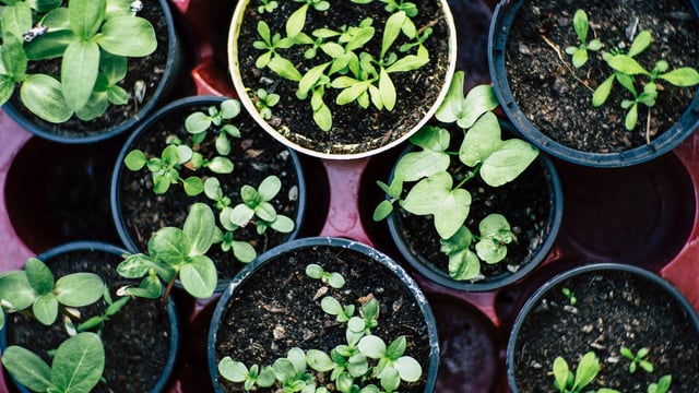 EU agriculture MEPs adopt changes to Plant Health Law
