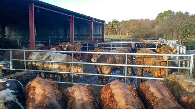 Curzon Livestock seeks 1,500 heavy bulls for export