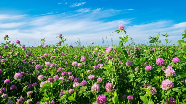 Research: Red clover can act to deliver improved silage quality