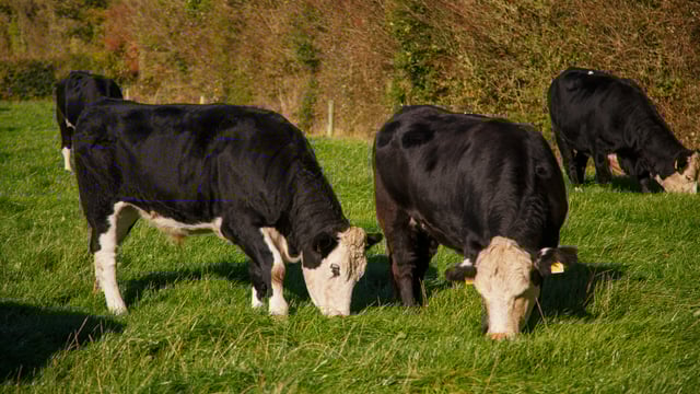 Hereford Prime and Kepak to host free info event in Athlone