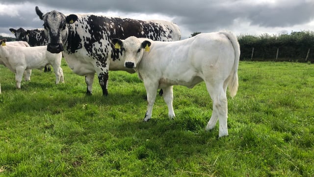 Strong demand for Speckle Park females at Ballymena Mart