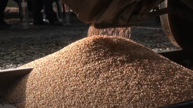Polish protesters spill Ukrainian grain on railway tracks