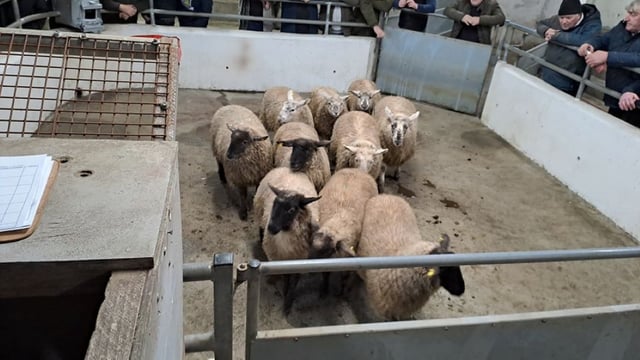 Who needs a ring on a leap day when you have rings of sheep?