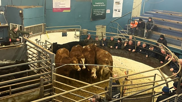 Mart report: Calf and cattle trade at Castleisland Mart