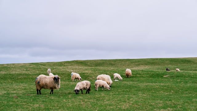 No compensation for livestock with bluetongue post-entry to Ireland