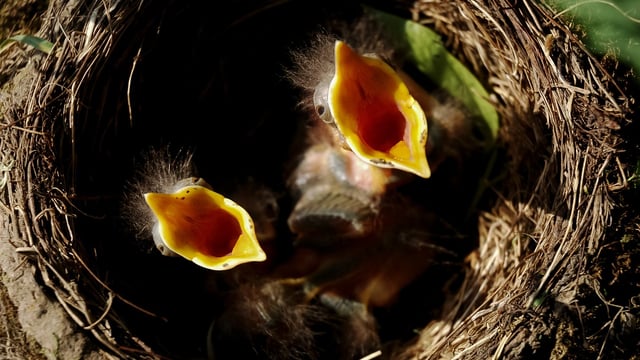 Minister urges protection of nesting birds over Easter