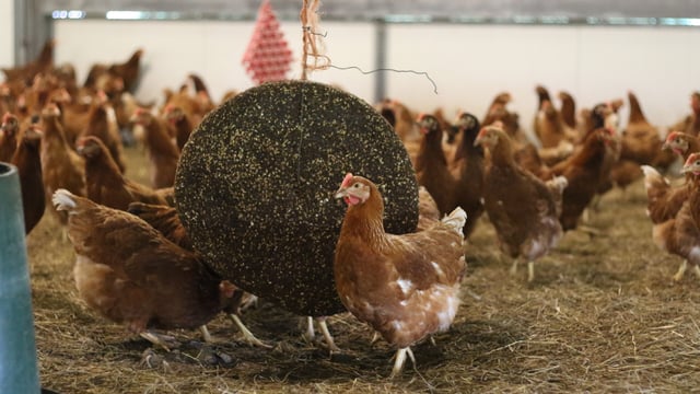 Biosecurity emergency declared in Australia over bird flu