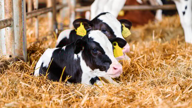 Modular calf housing units sought for Moorepark