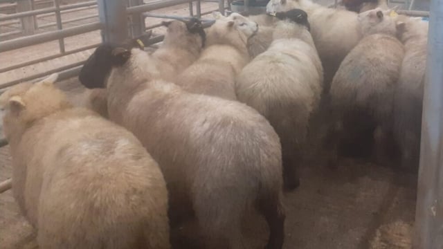 Butcher hoggets up €10/head at Corrin Mart