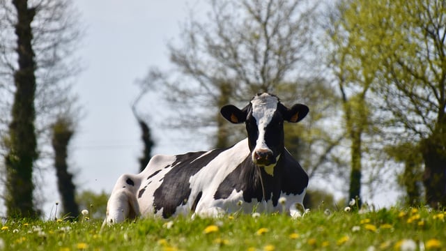 Be wary of grass tetany during this time of year