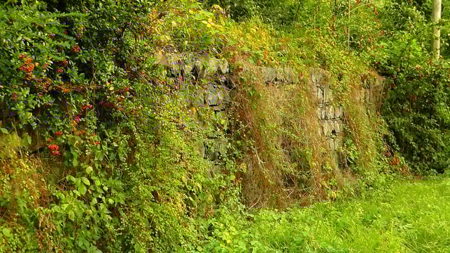 BirdWatch Ireland calls on public to comply with hedge cutting laws