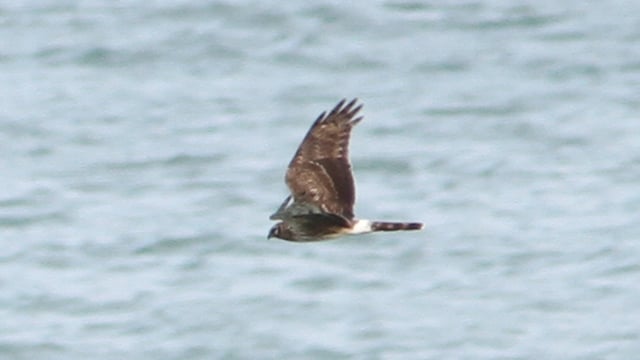 Hen harrier threat plan 'needs tangible supports' for farmers