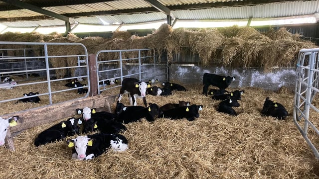 2024-born dairy-beef calves arrive to ABP Demo Farm