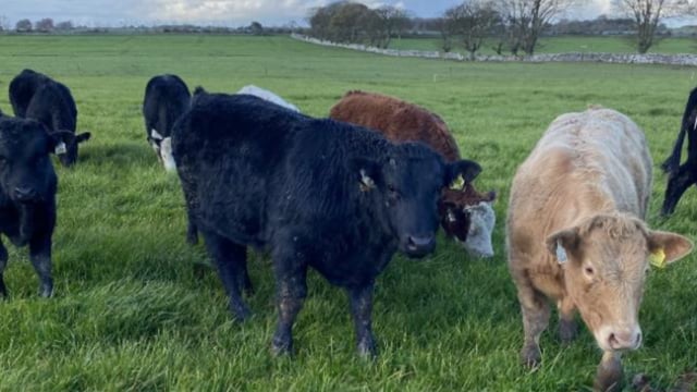 Newford Herd settles on 118ac Roscommon farm