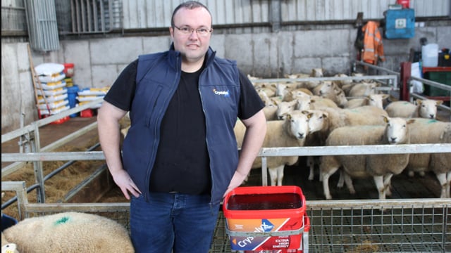 Co. Mayo Lleyn breeder sees 204% scanning figure
