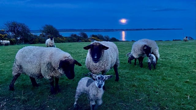 Measures farmers can take to reduce lambing mortality rates