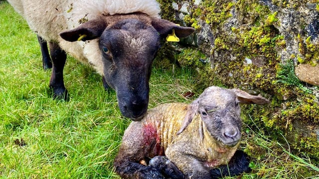 The importance of colostrum this lambing season