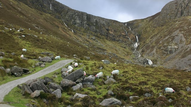 Hill sheep conference set for Wicklow this week