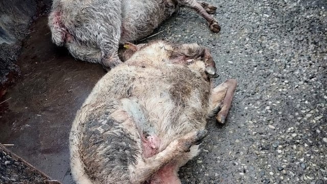 Graphic: 14 sheep killed on two Wexford farms in one night