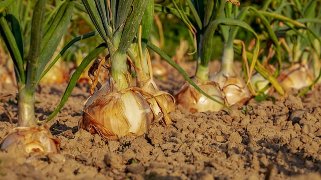 Organic horticulture event to take place in Birr tomorrow