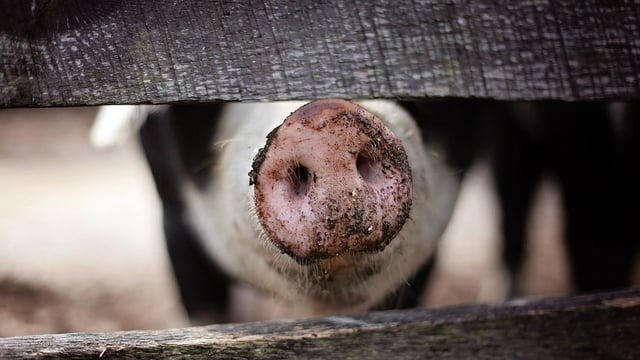 Cork farmer exits dairy to develop free range pig hobby