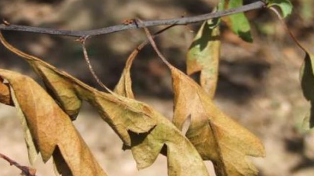 DAFM to decide on protected zone status regarding fireblight