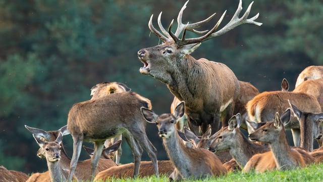 Motorists urged to be vigilant during deer breeding season