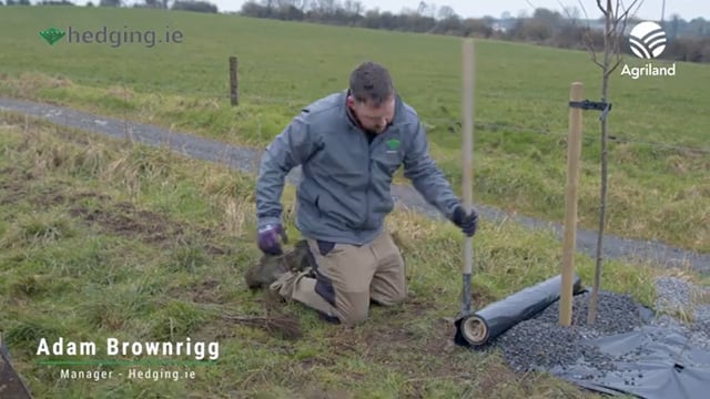 Watch: Advice on how to set a hedge for the ACRES scheme