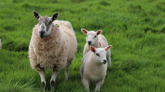 DAFM: Census shows 7% decrease in sheep numbers