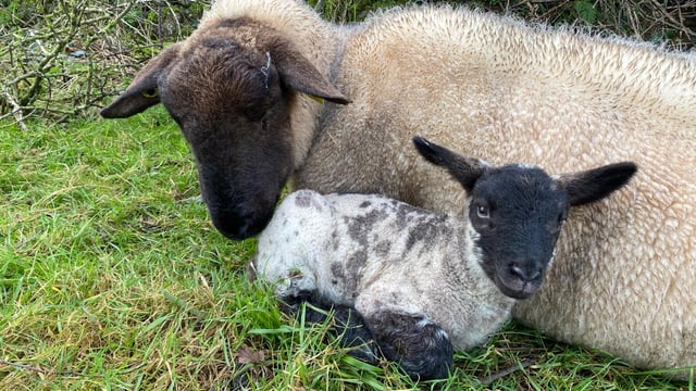 HSA: Reducing health and injury risks during lambing