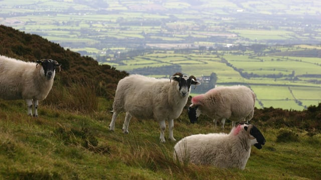 DAFM submits final PGI application for Comeragh Mountain Lamb