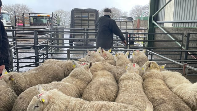 75% increase in demand for SIS hill rams expected