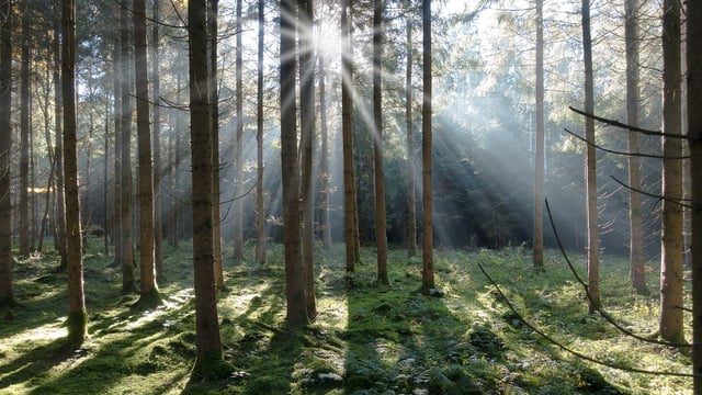 Scottish Forestry imposes new restrictions on exports of spruce timber to Ireland