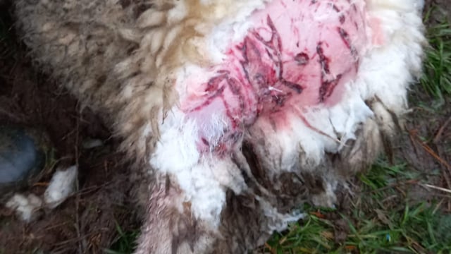 Graphic: In-lamb ewes in Co. Wicklow attacked by two dogs