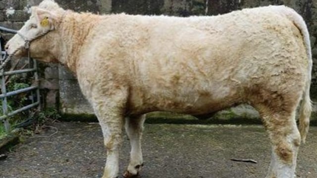Pedigree heifer prize up for grabs as Ballylinan GAA hosts Oskars