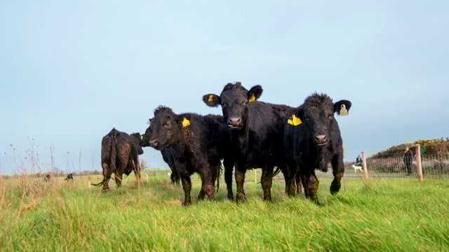 Dexter cattle in Galway city are 'reviving' biodiversity
