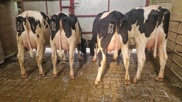 Top price of €2,720 achieved at Donegal Friesian Breeders sale